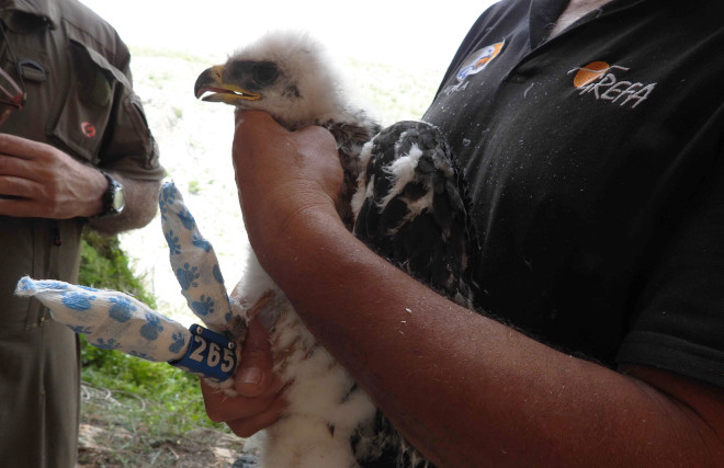 Águila de Bonelli "Nicasio" en el momento en que se le iba a colocar el emisor GPS en la primavera de 2020, junto a su nido de la provincia de Granada. 