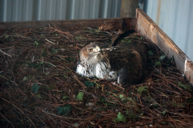 cria Una hembra de águila de Bonelli incuba la primera puesta de la temporada en el centro de cría UFCS/LPO, en Vendée (Francia). Foto: Christian Pacteau.