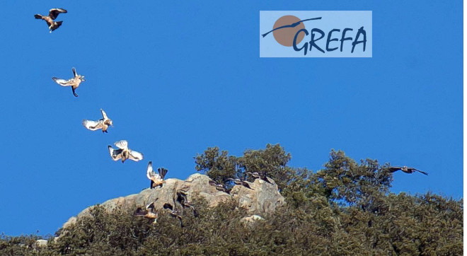 Fotomontaje de las águilas de Bonelli "Lubrina" y "Cotanillo" (izquierda) interactuando en la Comunidad de Madrid.