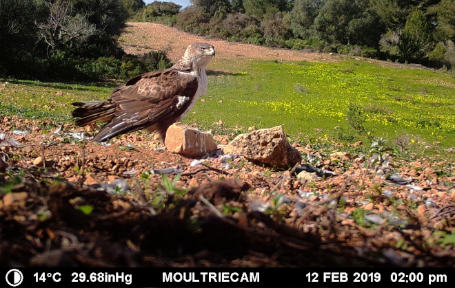 Imagen de fototrampeo tomada en 2019 de "Cullera", la hembra de la pareja de águilas de Bonelli de Mallorca que en 2022 ha criado a "Garras". Este pollo ha sido recientemente trasladado a Navarra.