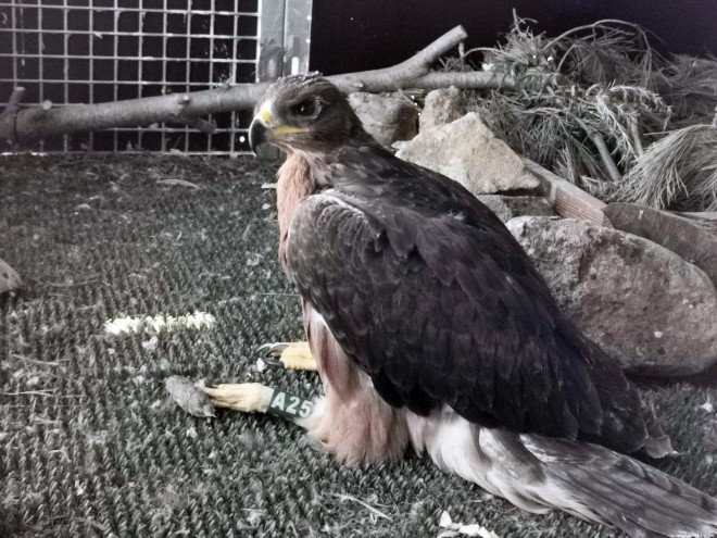 El pollo de águila de Bonelli "Garras", procedente de Mallorca, en la jaula-hacking en la que vive actualmente en Navarra (Arguiñáriz, Guirguillano).