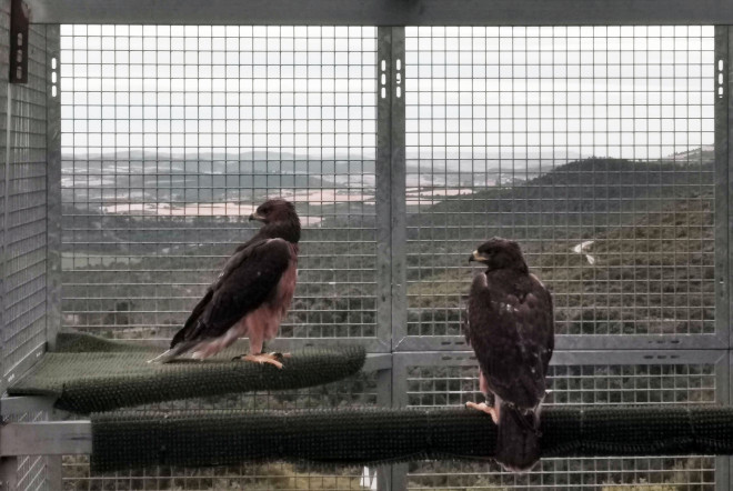 "Garras" en la jaula-hacking de Arguiñáriz. En la foto le acompaña el pollo "Sarbil", que es una hembra procendente de la provincia de Granada.