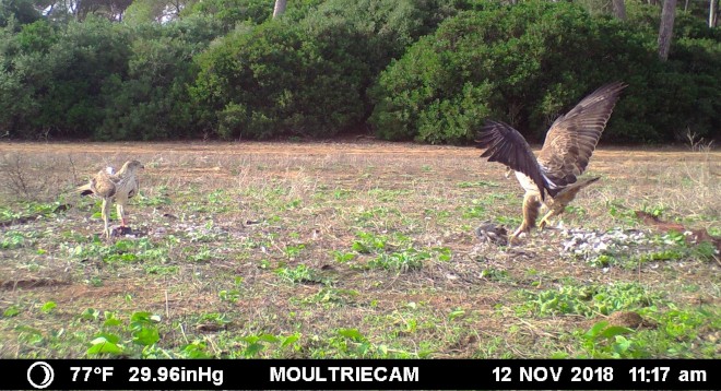 Imagen de fototrampeo tomada en 2018 de "Frax" y "Frígola", pareja de águilas de Bonelli actualmente reproductora en Mallorca y uno de cuyos pollos de 2022 ha sido trasladado a Aragón, para su próxima liberación en la sierra de Guara (Huesca).