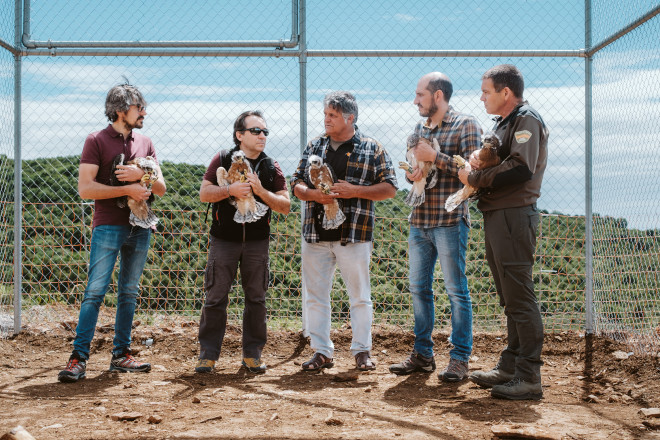 Presentación de los cinco pollos de águila de Bonelli trasladados a Aragón, tras su llegada a la sierra de Guara (Huesca). Entre ellos está un ejemplar nacido en Mallorca en 2022 e hijo de la pareja formada por "Frax" y "Frígola".