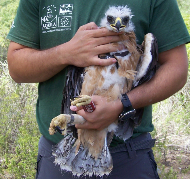 Pollo de águila de Bonelli de la población mallorquina de la especie, una vez anillado y equipado con GPS. Foto: FNP.