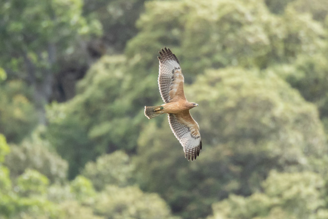 Primeros vuelos de un águila de Bonelli del proyecto AQUILA a-LIFE fuera de la Jaula-Hacking.