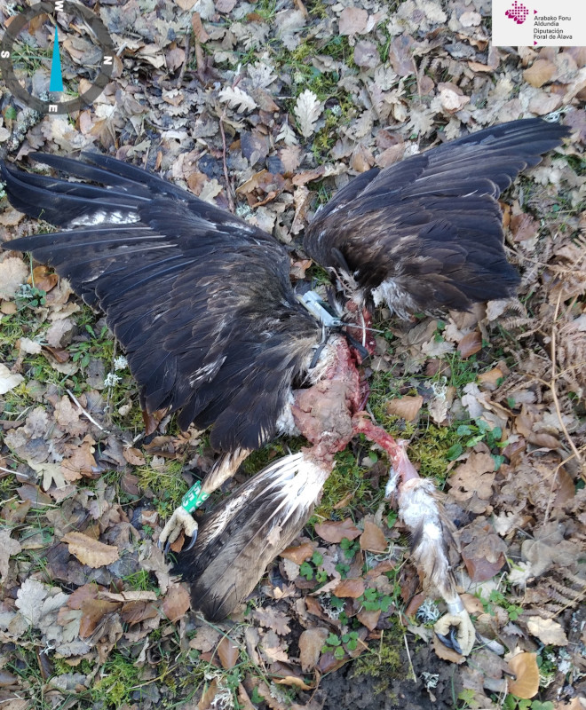 El macho territorial, "Leo", encontrado muerto el pasado 16 de febrero por los Guardas de la Diputación Foral de Álava.