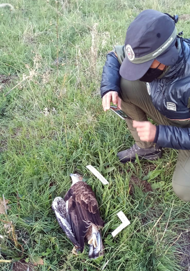 Un Agente Forestal de la Comunidad de Madrid fotografía al cadáver de "Torcal"