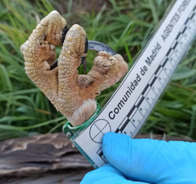 Toma de medidas biométricas de una garra de "Torcal" visiblemente afectada por la electrocución.