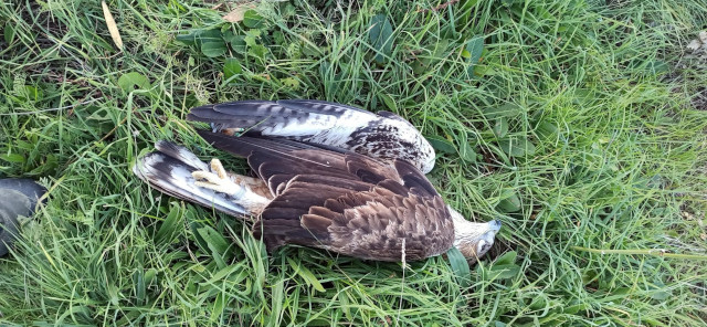 El águila de Bonelli "Torcal" yace muerta debido a una electrocución en Talamanca del Jarama (Madrid).