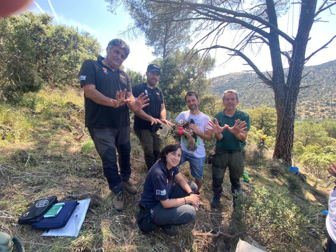 Varios técnicos de campo de AQUILA a-LIFE celebran el Día Europeo de la Red Natura 2000 mientras sujetan a uno de pollos de águila de Bonelli nacidos esta primavera en la Comunidad de Madrid.