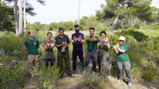 Gesto de la mariposa desde el Equipo de AQUILA a-LIFE en Mallorca (FNP, IBANAT y COFIB), con uno de los pollos de águila de Bonelli nacidos esta primavera en la isla balear, durante su marcaje.