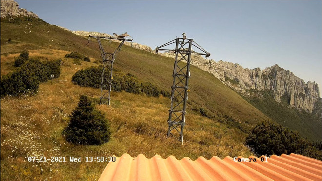 Dos juveniles de águila de Bonelli se posan en uno de los apoyos eléctricos de la prueba piloto de improntación de conductas de rechazo de los pollos hacia los tendidos eléctricos. Foto: DFA/AQUILA a-LIFE.