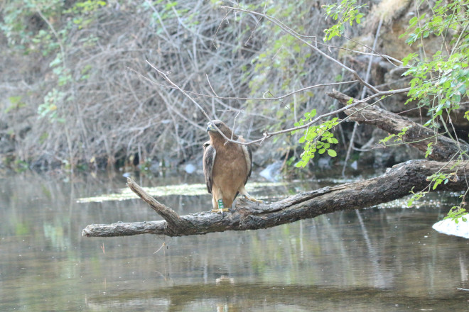 Juvenil de águila de Bonelli en un arroyo en el Sureste de la Comunidad de Madrid. Foto: David Hernández.