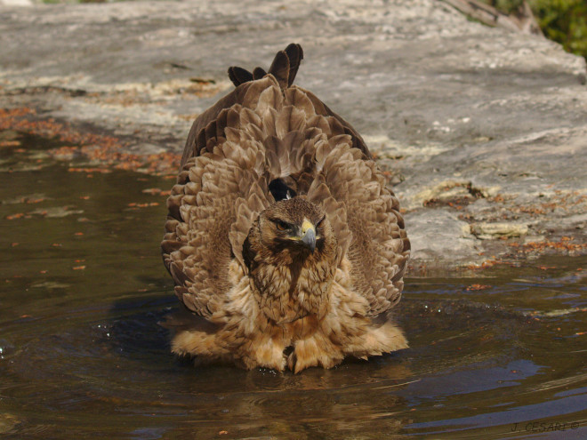 Águila de Bonelli de la población mallorquina se baña en una charca natural en la Sierra de Tramuntana, donde acuden frecuentemente las rapaces a beber y darse baños sin riesgo de ahogamiento. Foto: Joan Cesari.