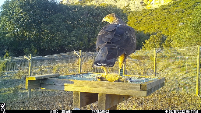 Imagen de fototrampeo de "Sielva", macho de águila de Bonelli que comparte uno de los territorios de la especie Navarra, en el posadero de uno delos Puntos de Alimentación Suplementaria (PAS) construidos en esta comunidad autónoma.