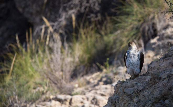 Águila de Bonelli posada en una roca. Foto: Tony Peral.