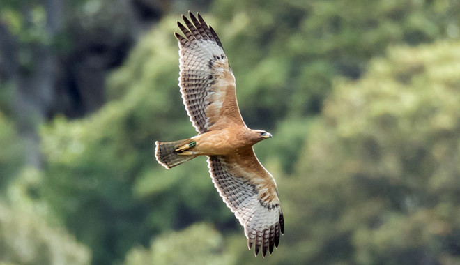 Águila de Bonelli joven reintroducida en la Comunidad de Madrid por el proyecto AQUILA a-LIFE. Foto: Alberto Álvarez.