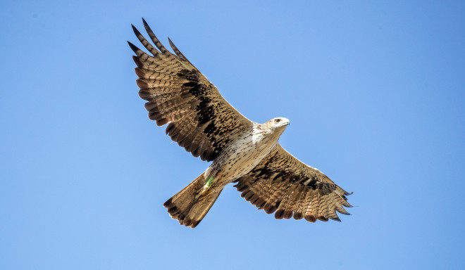 Bonelli's Eagle released in the Community of Madrid by the AQUILA a-LIFE project. Photo: Sergio de la Fuente.