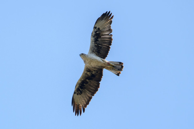 El águila de Bonelli "Frax" es el macho de una de las parejas de la especie que se reproduce en Mallorca. Foto: Miquel Vallespir.