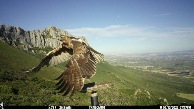 La hembra "Malvasía" es una de las águilas de Bonelli que han sido liberadas en Álava. Foto: AQUILA a-LIFE.