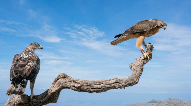 Águilas de Bonelli en Mallorca, una de las zonas donde ha actuado el proyecto AQUILA a-LIFE. Foto: Sebastià Torrens.