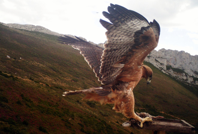 Imagen de fototrampeo del águila de Bonelli "Faustino" en una plataforma de alimentación instalada por el proyecto AQUILA a-LIFE en la zona de la Rioja alavesa en la que fue liberada el año pasado. 