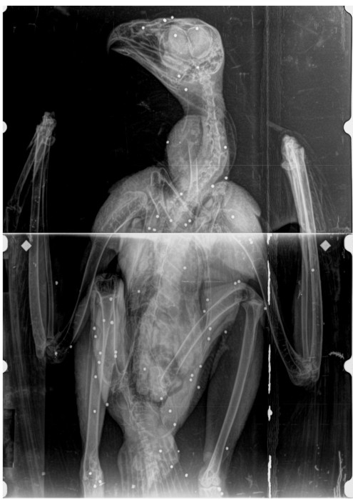 Radiografía del cadáver de "Faustino", en el que se observan más de 66 impactos de perdigones. Imagen extraída de la necropsia realizada en el CRFS de Ilundain.