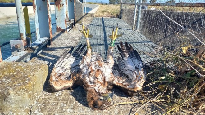 Águila de Bonelli "Barluenga", recogida tras morir ahogada al ser arrastrada por un canal de riego en Castejón del Puente (Huesca).