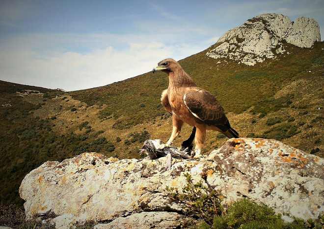 Acción D1. Informe anual de seguimiento de aves liberadas en Álava 2020