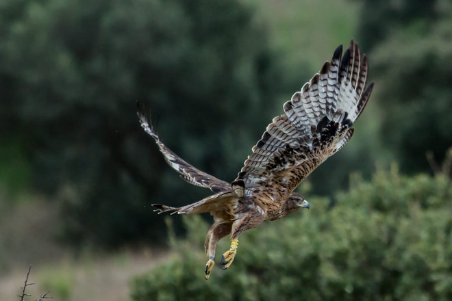  Acción D1. Informe anual de seguimiento de aves liberadas en Cerdeña en 2020