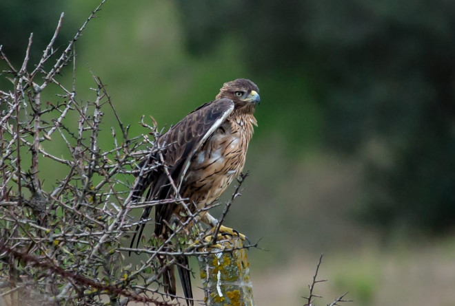 Acción D1. Informe anual de seguimiento de aves liberadas en Cerdeña en 2021