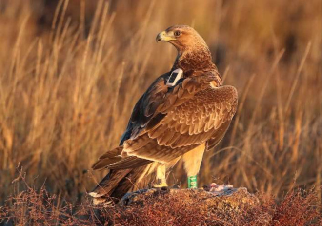 Acción D.1.- Informe anual de seguimiento de aves liberadas Álava 2021