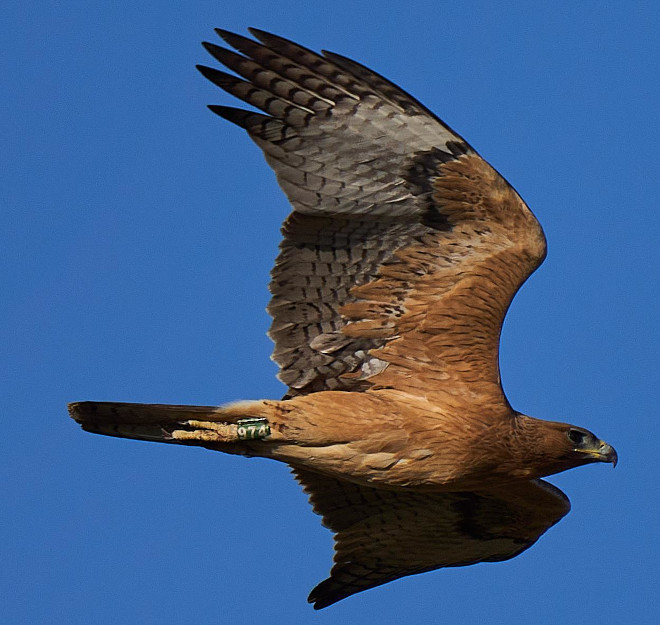 Acción D.1 Informe anual de seguimiento de aves liberadas Madrid 2021