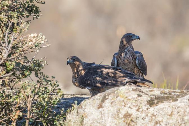 Águilas de Bonelli liberadas en Madrid