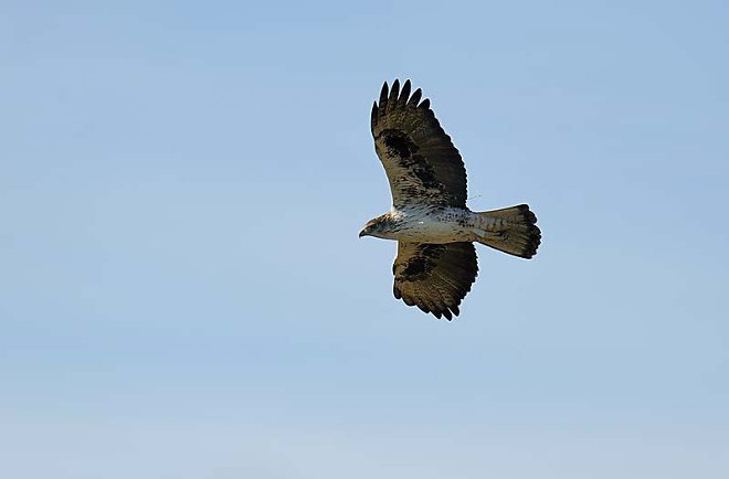 Águila de Bonelli