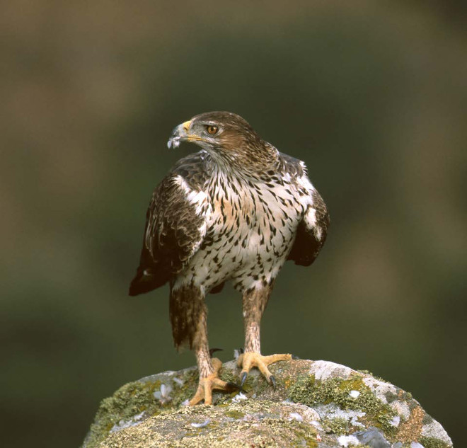 Águila de Bonelli adulta