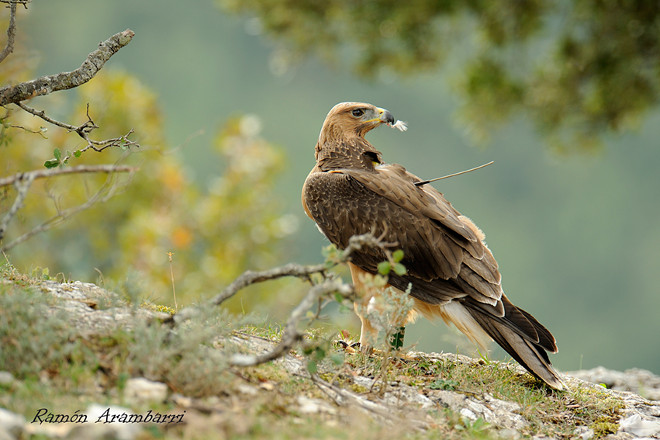 Águila de Bonelli. Foto: Ramón Arambarri