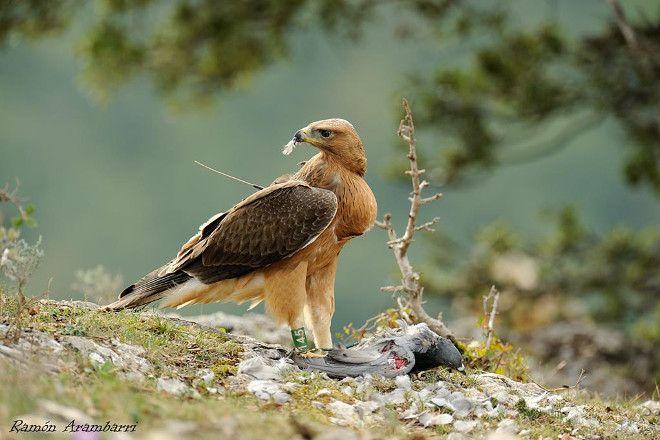 Águila de Bonelli