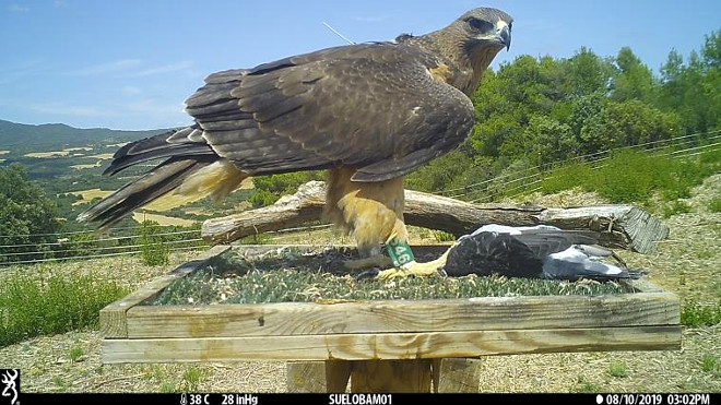 Águila de Bonelli en una plataforma de alimentación