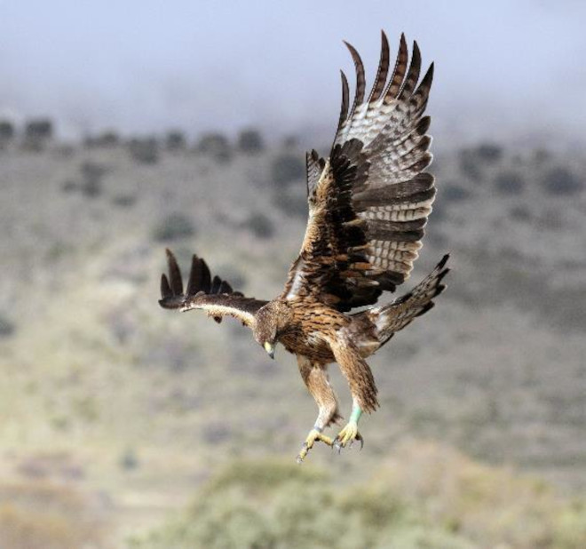 Acción D1. Informe anual de seguimiento de aves liberadas en Madrid en 2020 (D51)